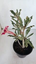 Planta Simples 2988 – 30cm – 02 anos - Imagem 6