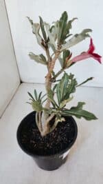 Planta Simples 2988 – 30cm – 02 anos - Imagem 5