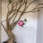 Planta Simples 2989 – 70cm – 05 anos