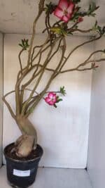 Planta Simples 2989 – 70cm – 05 anos