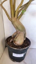 Planta Simples 2989 – 70cm – 05 anos - Imagem 6