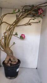 Planta Simples 2989 – 70cm – 05 anos - Imagem 5