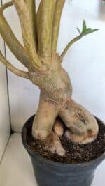 Planta Simples 2989 – 70cm – 05 anos - Imagem 9