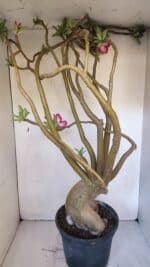 Planta Simples 2989 – 70cm – 05 anos - Imagem 8