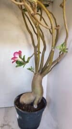 Planta Simples 2989 – 70cm – 05 anos - Imagem 7