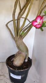 Planta Simples 2989 – 70cm – 05 anos - Imagem 4