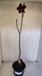 Planta Simples 2990 – 40cm – 03 anos - Imagem 2