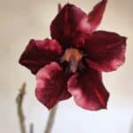 Planta Simples 2990 – 40cm – 03 anos