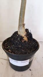 Planta Simples 2990 – 40cm – 03 anos - Imagem 7