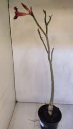 Planta Simples 2990 – 40cm – 03 anos - Imagem 6