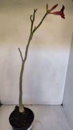 Planta Simples 2990 – 40cm – 03 anos - Imagem 5