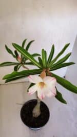 Planta Simples 2991 – 30cm – 03 anos - Imagem 4