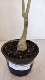 Planta Simples 2991 – 30cm – 03 anos - Imagem 7