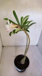 Planta Simples 2991 – 30cm – 03 anos - Imagem 6