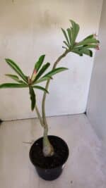 Planta Simples 2991 – 30cm – 03 anos - Imagem 5