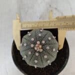 ASTROPHYTUM ASTERIAS STAR SHAPE Nº 366 – vaso 11