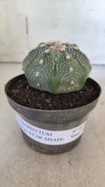ASTROPHYTUM ASTERIAS STAR SHAPE Nº 367 – vaso 11 - Imagem 2