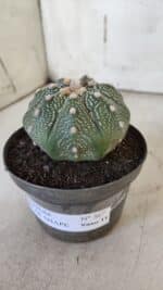 ASTROPHYTUM ASTERIAS STAR SHAPE Nº 367 – vaso 11 - Imagem 9