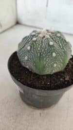 ASTROPHYTUM ASTERIAS STAR SHAPE Nº 367 – vaso 11 - Imagem 8