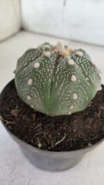 ASTROPHYTUM ASTERIAS STAR SHAPE Nº 367 – vaso 11 - Imagem 7