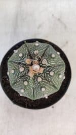 ASTROPHYTUM ASTERIAS STAR SHAPE Nº 367 – vaso 11 - Imagem 3