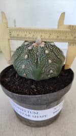 ASTROPHYTUM ASTERIAS STAR SHAPE Nº 367 – vaso 11 - Imagem 4