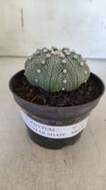 ASTROPHYTUM ASTERIAS STAR SHAPE Nº 368 – vaso 11 - Imagem 2