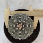 ASTROPHYTUM ASTERIAS STAR SHAPE Nº 368 – vaso 11