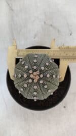 ASTROPHYTUM ASTERIAS STAR SHAPE Nº 368 – vaso 11