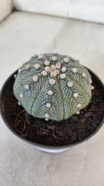 ASTROPHYTUM ASTERIAS STAR SHAPE Nº 368 – vaso 11 - Imagem 10