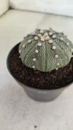 ASTROPHYTUM ASTERIAS STAR SHAPE Nº 368 – vaso 11 - Imagem 9