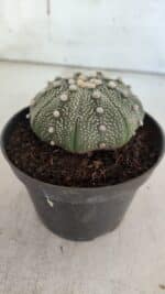 ASTROPHYTUM ASTERIAS STAR SHAPE Nº 368 – vaso 11 - Imagem 7