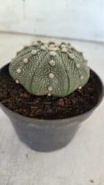 ASTROPHYTUM ASTERIAS STAR SHAPE Nº 368 – vaso 11 - Imagem 8