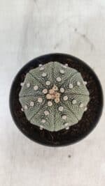 ASTROPHYTUM ASTERIAS STAR SHAPE Nº 368 – vaso 11 - Imagem 3