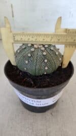 ASTROPHYTUM ASTERIAS STAR SHAPE Nº 368 – vaso 11 - Imagem 4