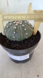 ASTROPHYTUM ASTERIAS STAR SHAPE Nº 368 – vaso 11 - Imagem 6