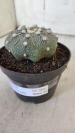 ASTROPHYTUM ASTERIAS STAR SHAPE Nº 369 – vaso 11 - Imagem 9