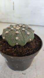 ASTROPHYTUM ASTERIAS STAR SHAPE Nº 369 – vaso 11 - Imagem 8