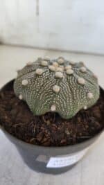 ASTROPHYTUM ASTERIAS STAR SHAPE Nº 369 – vaso 11 - Imagem 6
