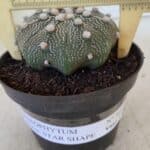 ASTROPHYTUM ASTERIAS STAR SHAPE Nº 369 – vaso 11
