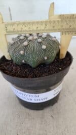 ASTROPHYTUM ASTERIAS STAR SHAPE Nº 369 – vaso 11