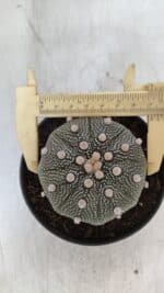 ASTROPHYTUM ASTERIAS STAR SHAPE Nº 369 – vaso 11 - Imagem 5
