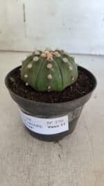 ASTROPHYTUM ASTERIAS STAR SHAPE Nº 370 "NUDUM"  – vaso 11 - Imagem 9