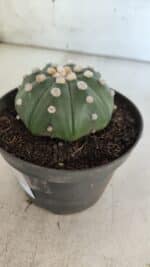 ASTROPHYTUM ASTERIAS STAR SHAPE Nº 370 "NUDUM"  – vaso 11 - Imagem 8