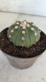 ASTROPHYTUM ASTERIAS STAR SHAPE Nº 370 "NUDUM"  – vaso 11 - Imagem 7
