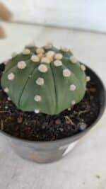 ASTROPHYTUM ASTERIAS STAR SHAPE Nº 370 "NUDUM"  – vaso 11 - Imagem 6