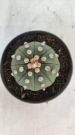 ASTROPHYTUM ASTERIAS STAR SHAPE Nº 370 "NUDUM"  – vaso 11 - Imagem 3