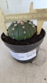 ASTROPHYTUM ASTERIAS STAR SHAPE Nº 370 "NUDUM"  – vaso 11 - Imagem 5
