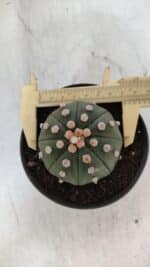 ASTROPHYTUM ASTERIAS STAR SHAPE Nº 370 "NUDUM"  – vaso 11