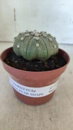 ASTROPHYTUM ASTERIAS STAR SHAPE Nº 371 – vaso 11 - Imagem 2